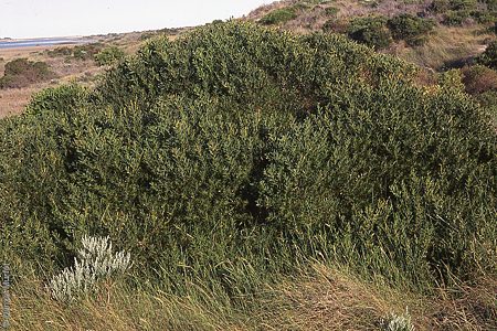 Acacia longifolia ssp. sophorae p Denzel Murfet Goolwa